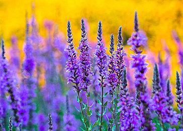 模拟上万军团互相战斗，中世纪奇幻RTS《要战便战》正式版现已发布！